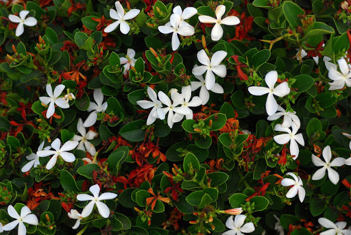 Natal Plum, Carissa macrocarpa, (Carissa grandiflora), Shrub Seeds
