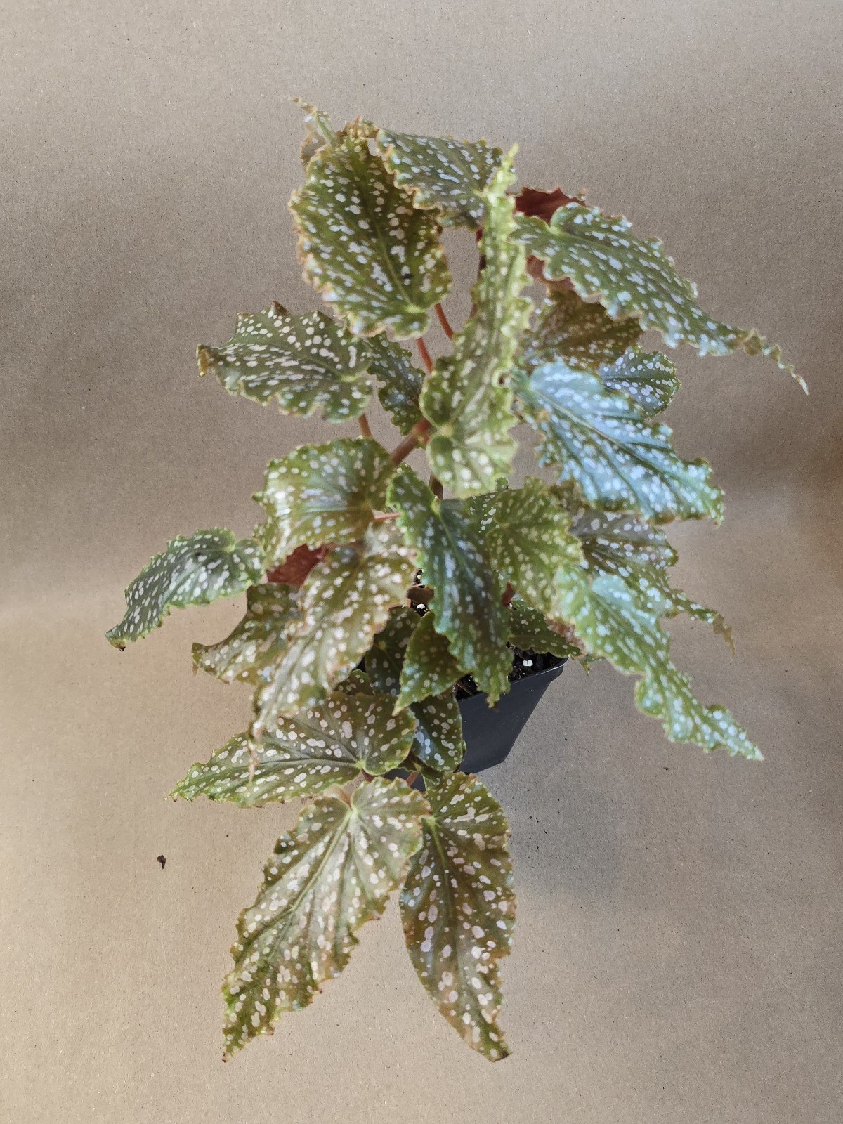 Begonia Peanut Brittle