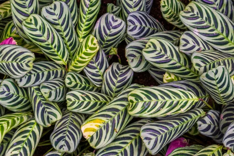 25+ Stromanthifolia Calathea Seeds for Garden Planting – USA – FREE SHIPPING!
