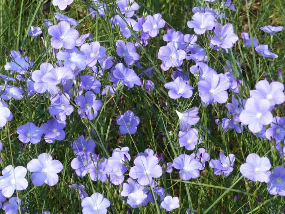 Brown Flax, Linseed, Linum Usitatissimum – 200 Seeds 2024 for planting – USA