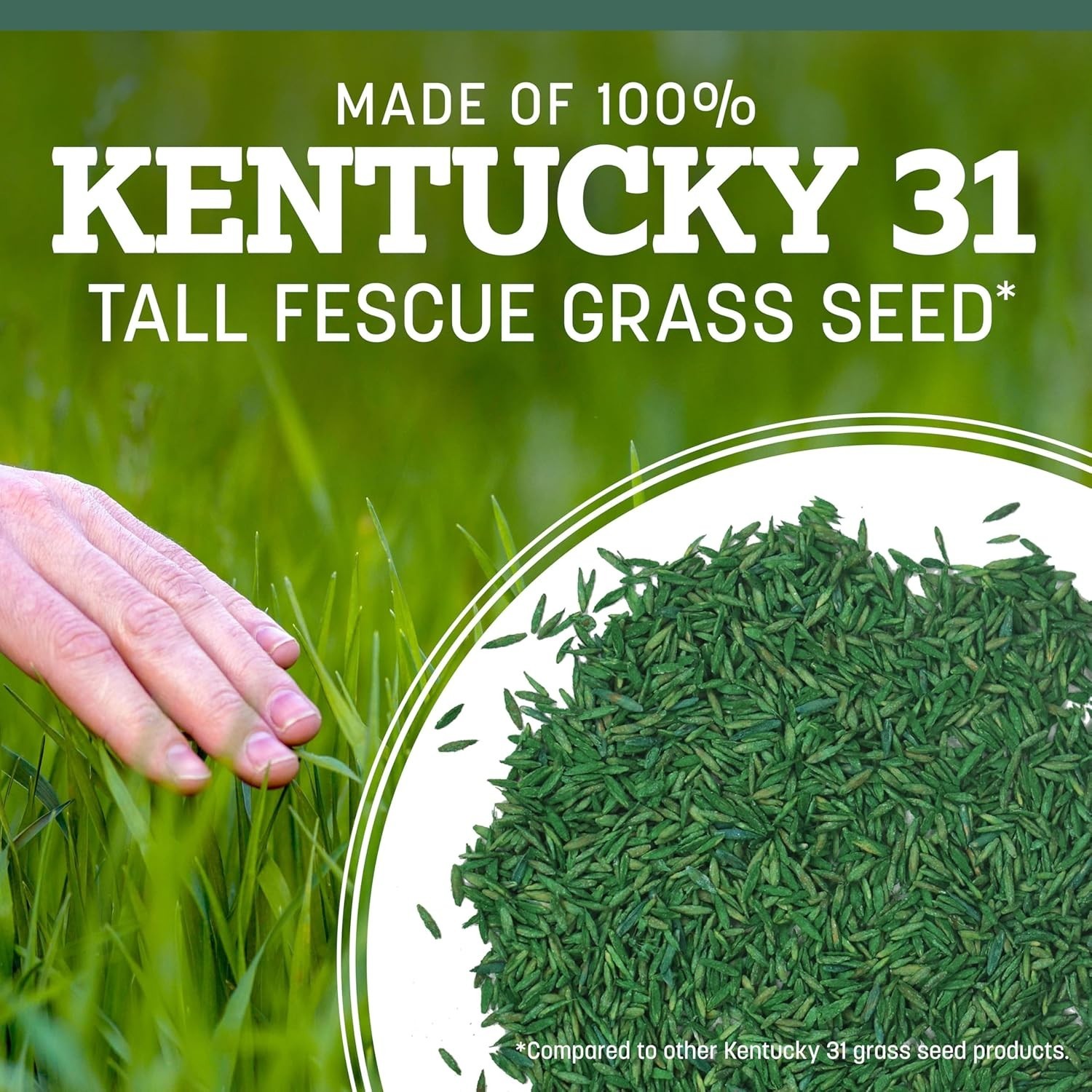 Kentucky 31 Grass Seed, 7 lb Bag, Perfect for Thick Blades & Tough Conditions