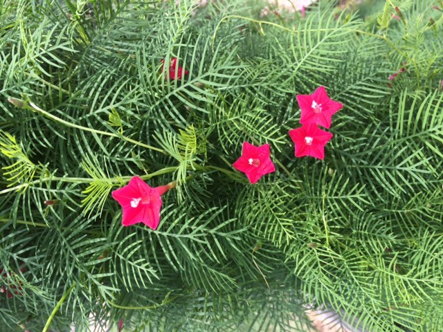 100 + Seeds Red Flowering Hummingbird Cypress Vine * USA Grown Ipomoea quamoclit