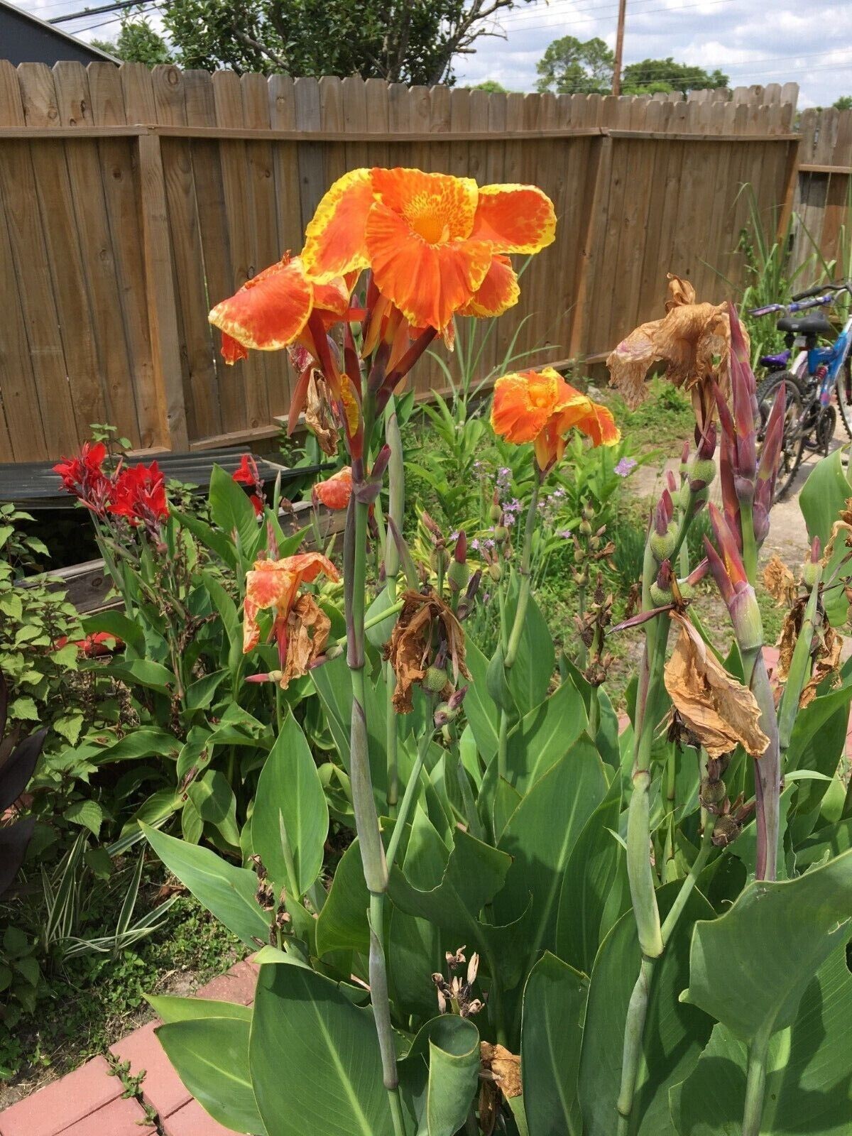 Yellow & Orange Canna Lily Bulbs. 15 Bulbos de Coyol Amarillos Con Anaranjado.