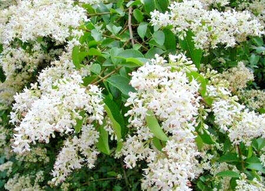 20 KOREAN ASH SEEDS – Fraxinus chinensis var. ‘Rhynochophyll’