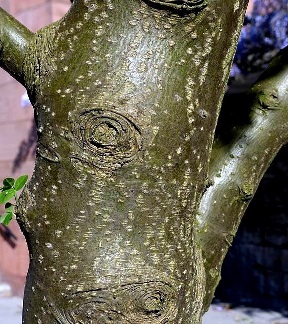 GOLDEN CHAIN TREE SEEDS (Laburnum anagyroides) “Wisteria Like” Flowering Plant