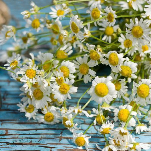 Herb ROMAN CHAMOMILE Medicinal Heirloom Fragrant Perennial Non-GMO 500 Seeds!