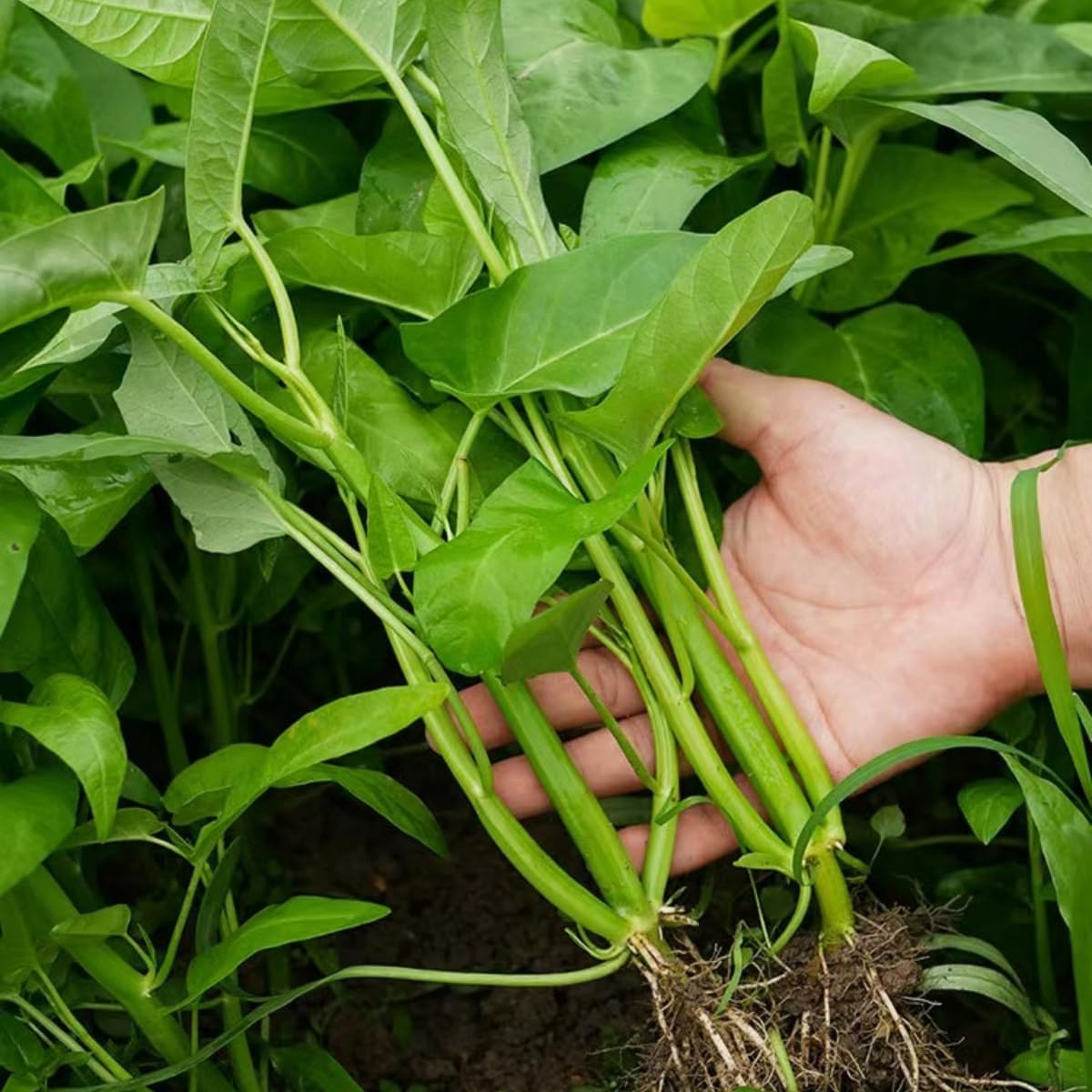 1200+ Kong Xin CAI Vegetable Seeds Water Spinach Kangkong Delicious Vegetable Se