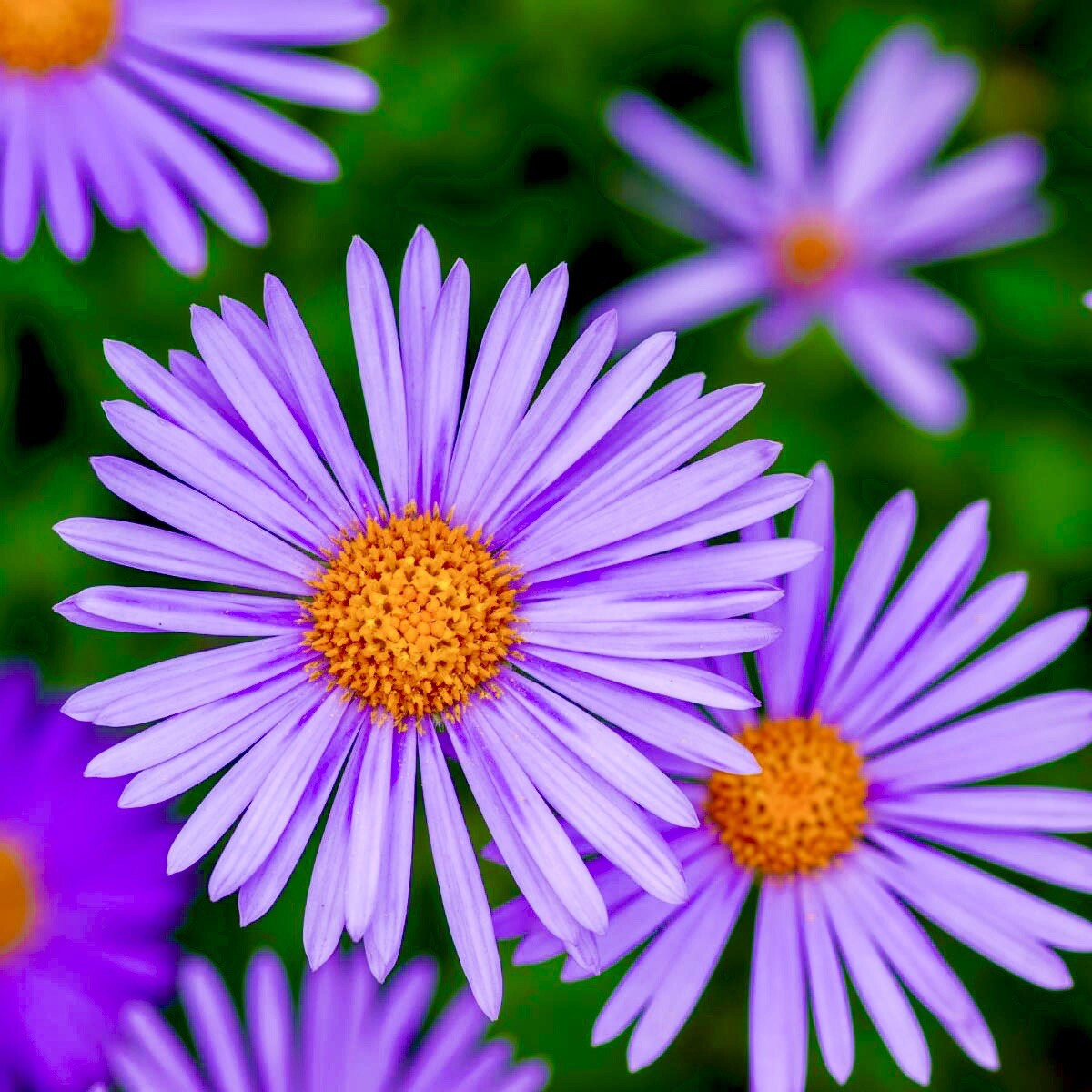 100 + Aster New England / Perennial / Fall Flowers / Wildflowers/ Free Shipping