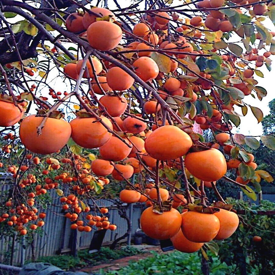 PERSIMMON TREE SEEDS Diospyros Virginiana SUGAR PLUM Fruit Plant COLD HARDY 4-9