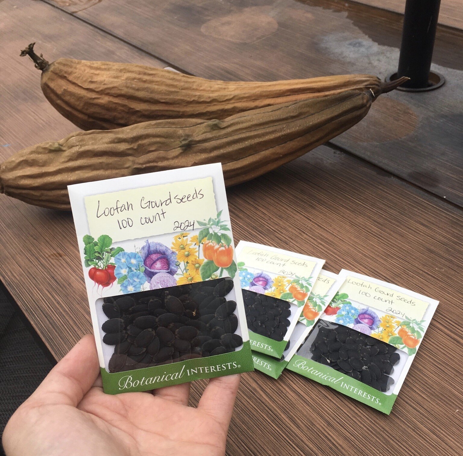 100 Count Loofah Gourd Seeds Gardening Vegetable Seeds *Plain brown seed packet*