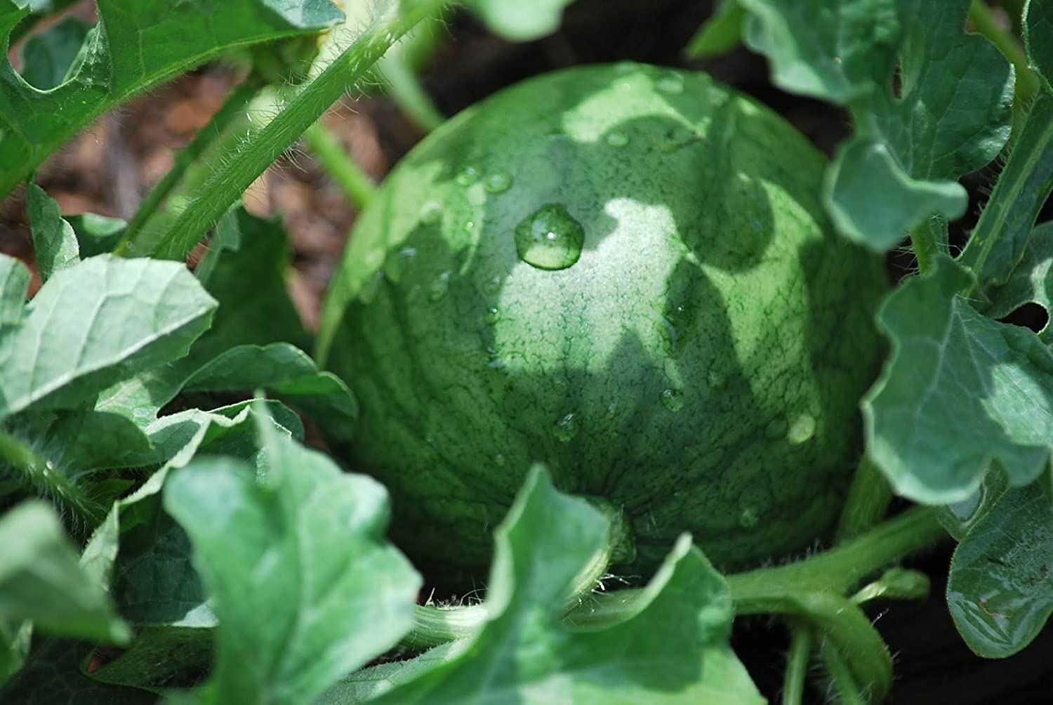 Watermelon Seeds, Sugar Baby Watermelon Seeds,”COOL BEANS N SPROUTS” Brand.