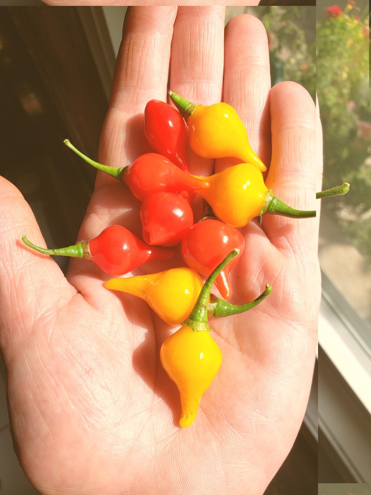 Biquinho Peppers Red & Yellow Organic 10 Count *Free Shipping*