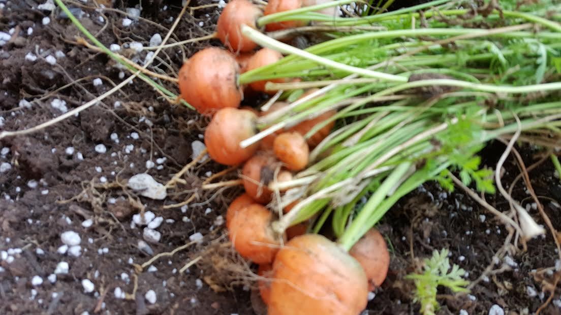 401+PARISIAN Round CARROT Seeds French Heirloom Vegetable Garden Container Easy