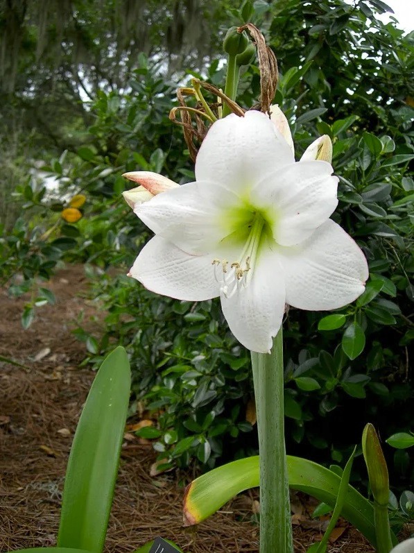 2 White Amaryllis BULBS **Multiple blooms per bulb