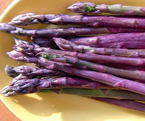 12 Asparagus Crowns “Purple Passion” (Pack of 12 Bare Root Plants) Zones 3-8