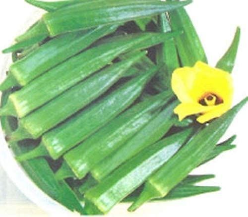 Chanchal Okra Seeds (25+ Seeds) of India(More Heirloom, Organic, Non GMO, Vegeta