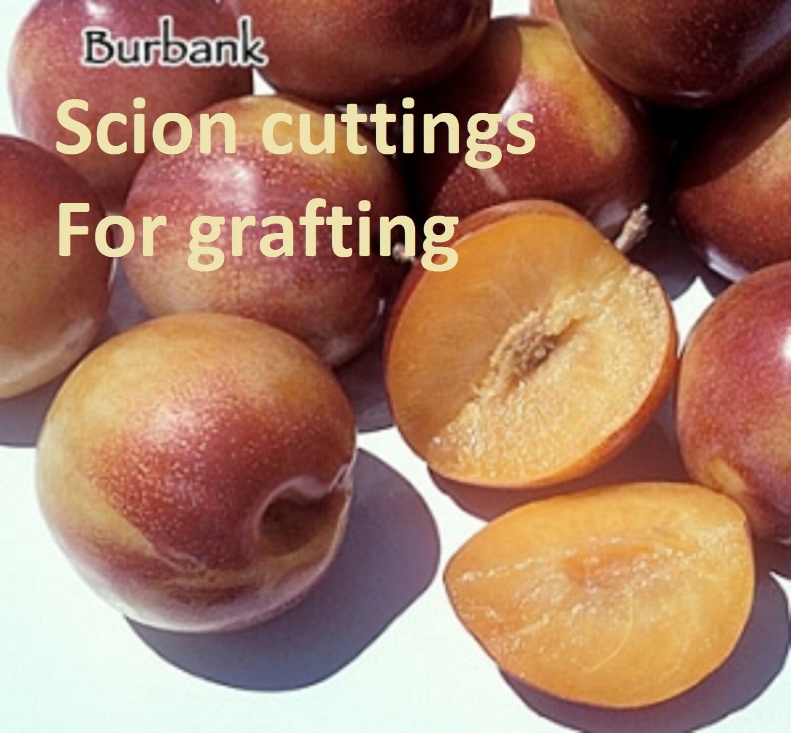 Burbank Plumcot, grafted 1-2 year old tree, 12-14 inches tall