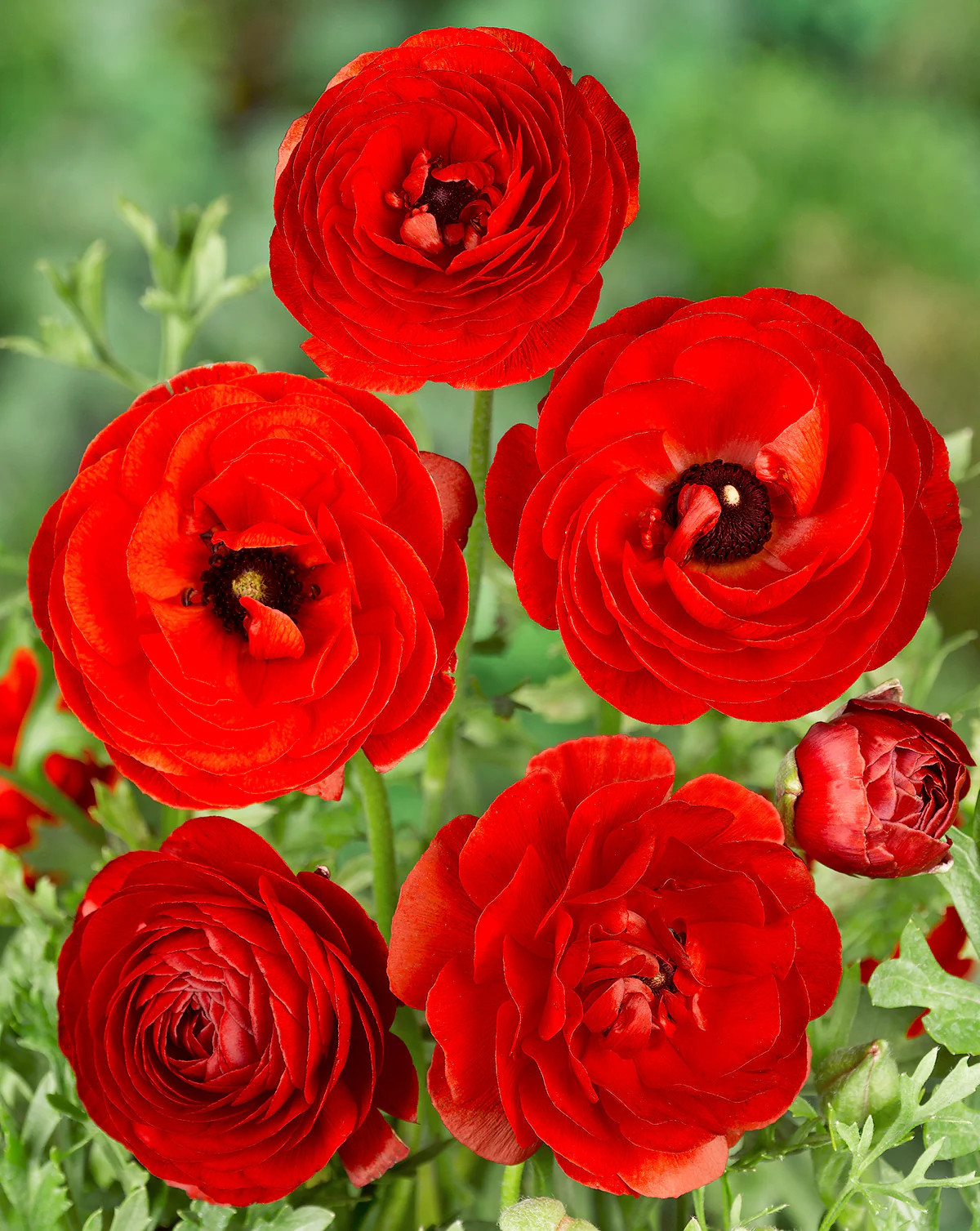 Red Ranunculus – 10 bulbs
