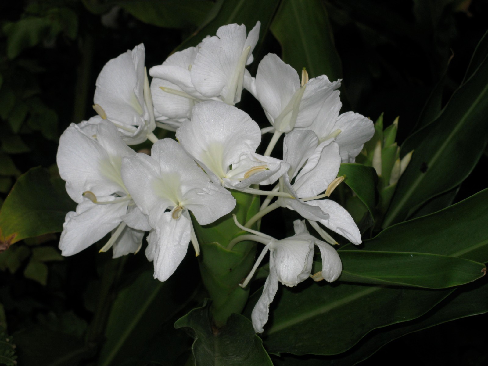 Hedychium coronarium! BUTTERFLY GINGER! Very Fragrant Blooms! 1 Rhizome!