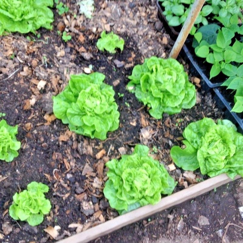 601+TOM THUMB Seeds Romain Leaf Lettuce Organic Spring Fall Garden Container