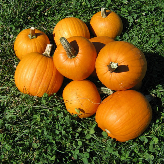 New England Pie Pumpkin Seeds | Small Sugar Pie Pumpkin | Free Shipping | 1077