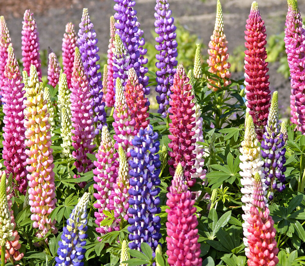 Russell Lupine Seeds, Mixed Colors, Lupinus polyphyllus, Variety Sizes Sold