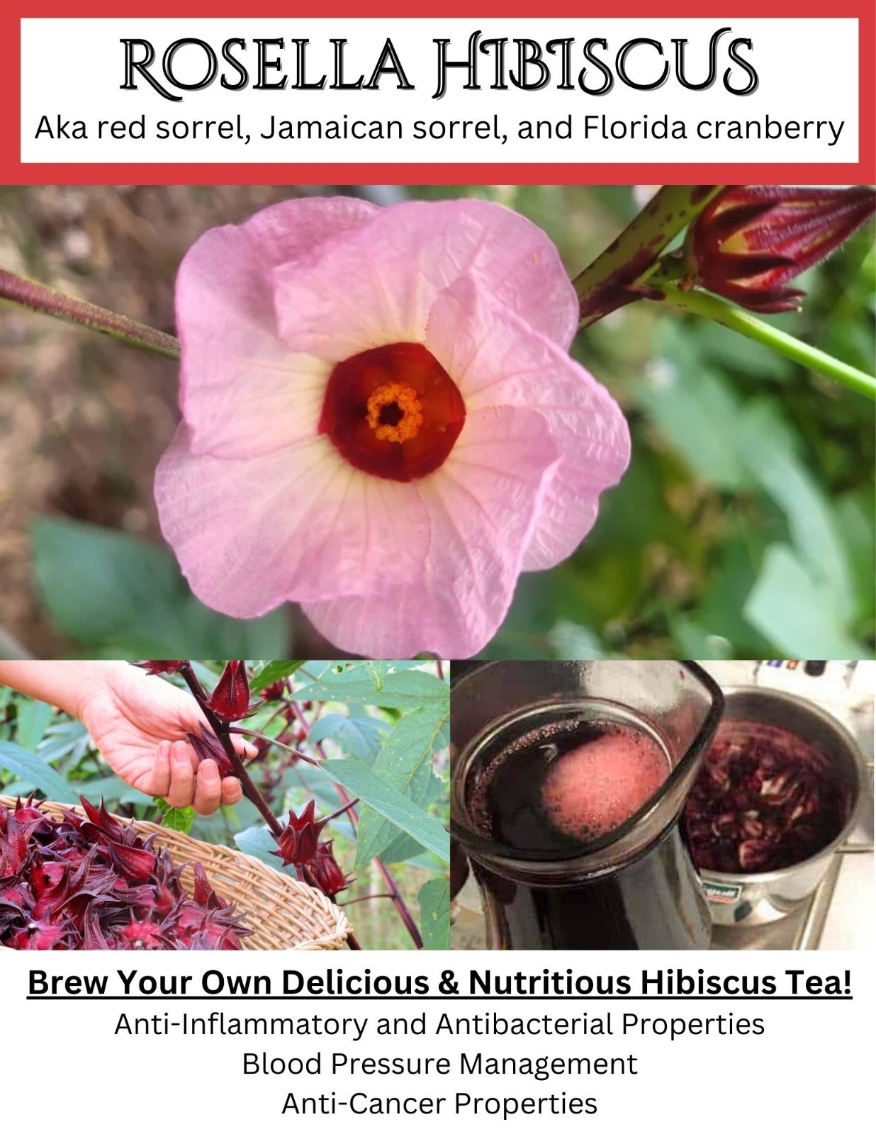 50+ Roselle Hibiscus Seeds – Tart Edible Calyxes & Stunning Red Blooms