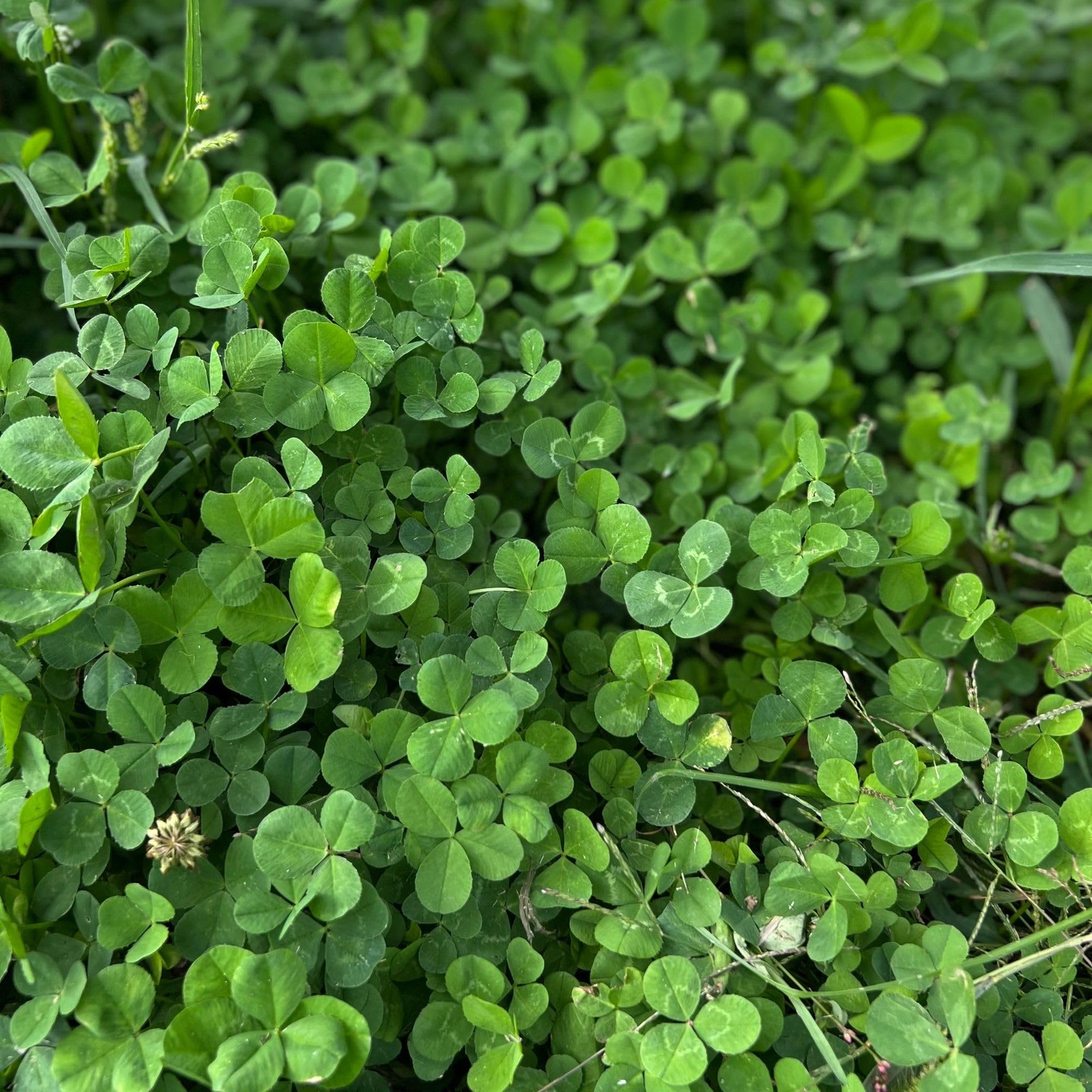 Micro Clover Seed for Lawn – 1 Lb – ~400,000 Microclover Seeds for Planting -…
