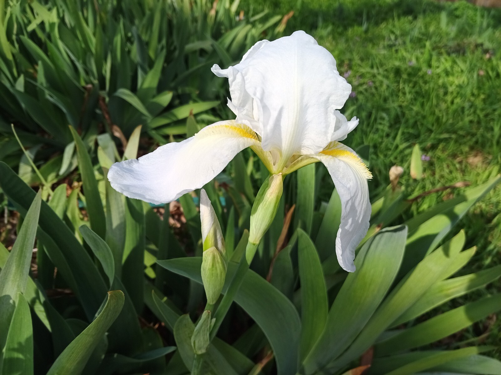 (10) WHITE TALL BEARDED IRIS RHIZOME LIVE ROOT GARDEN PLANTS LOVE SPRING FLOWERS