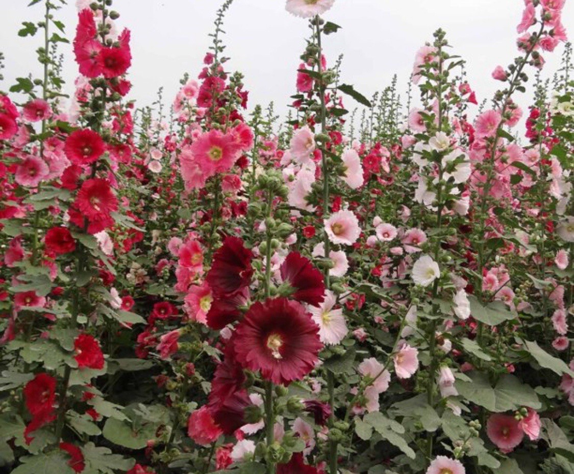 50+SEEDS Indian Springs Hollyhock. Mix Color. Free black Eyed Susan Seeds