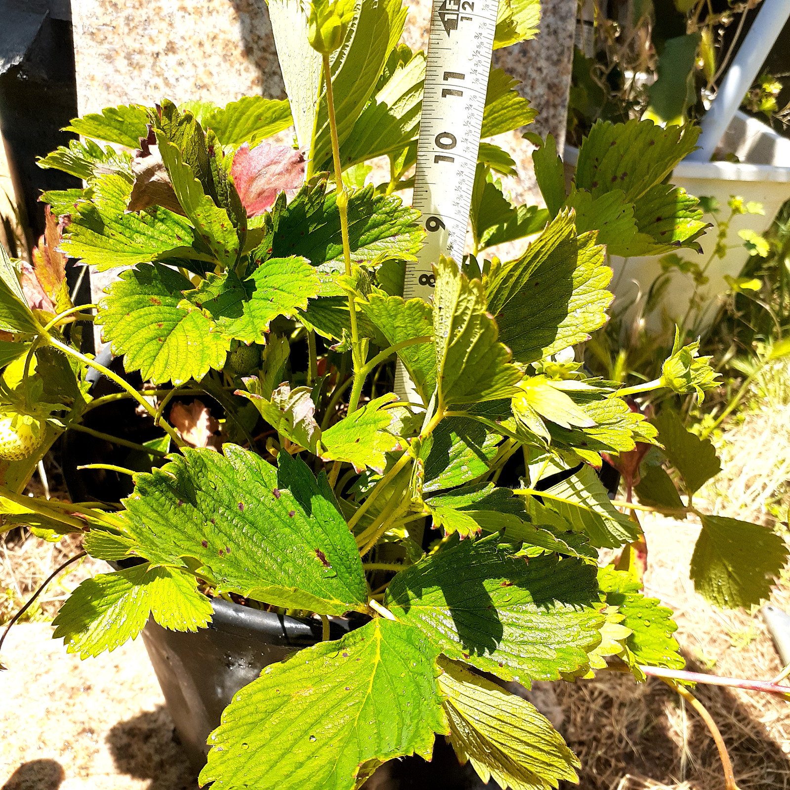 4 plants 1-10in Pomegranate tree 3-8 in Everbearing Strawberry plants live roots