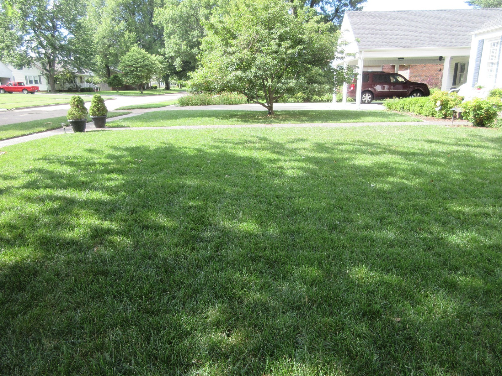 FALCON IV TURF TYPE FESCUE Grass Seed Disease Resistant Deep Green Color & Hardy