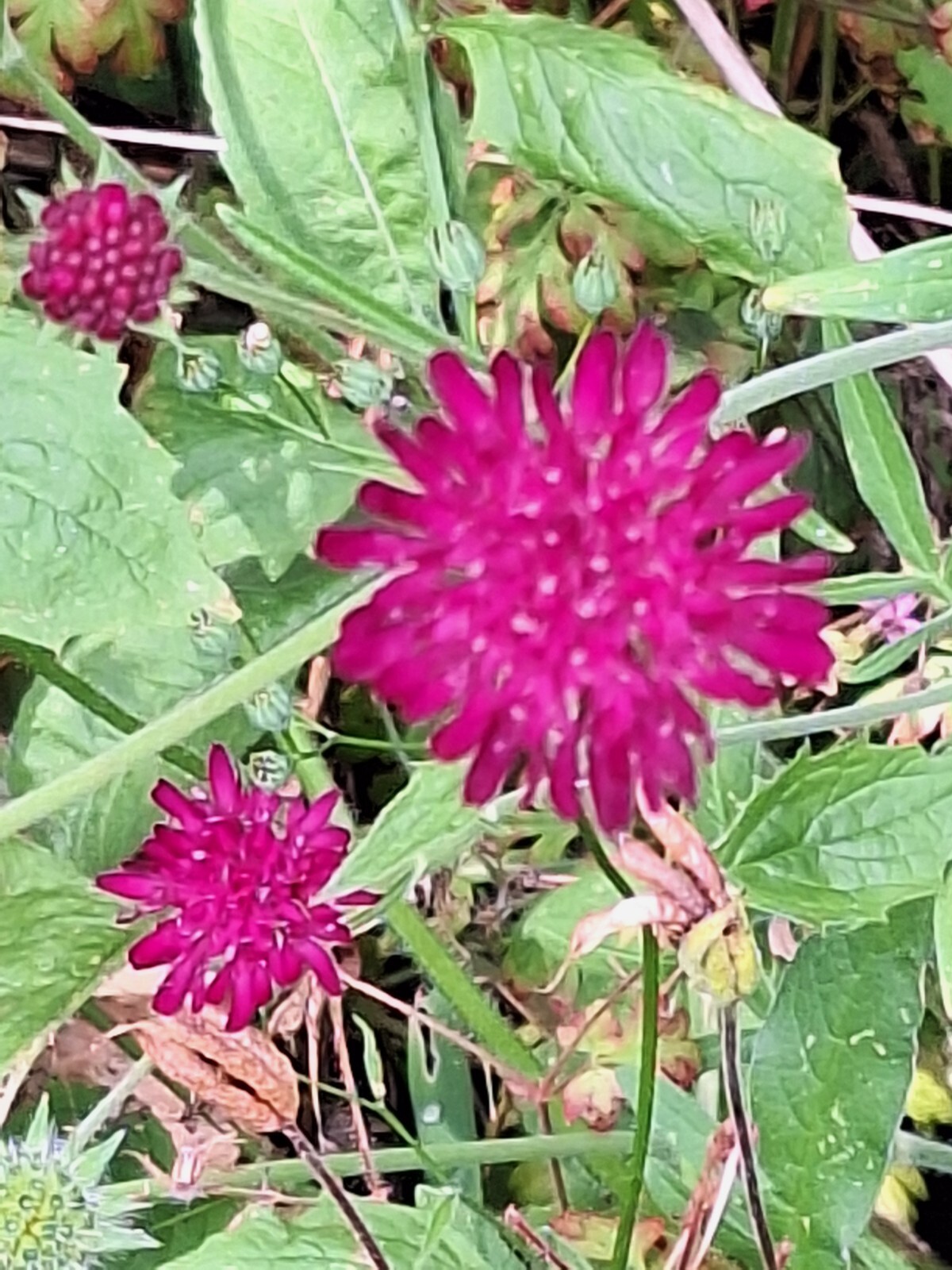 KNAUTIA, MIXED COLORS 100 SEEDS, RED, PINK, LAVENDER, PERENNIAL *EZ TO GROW*