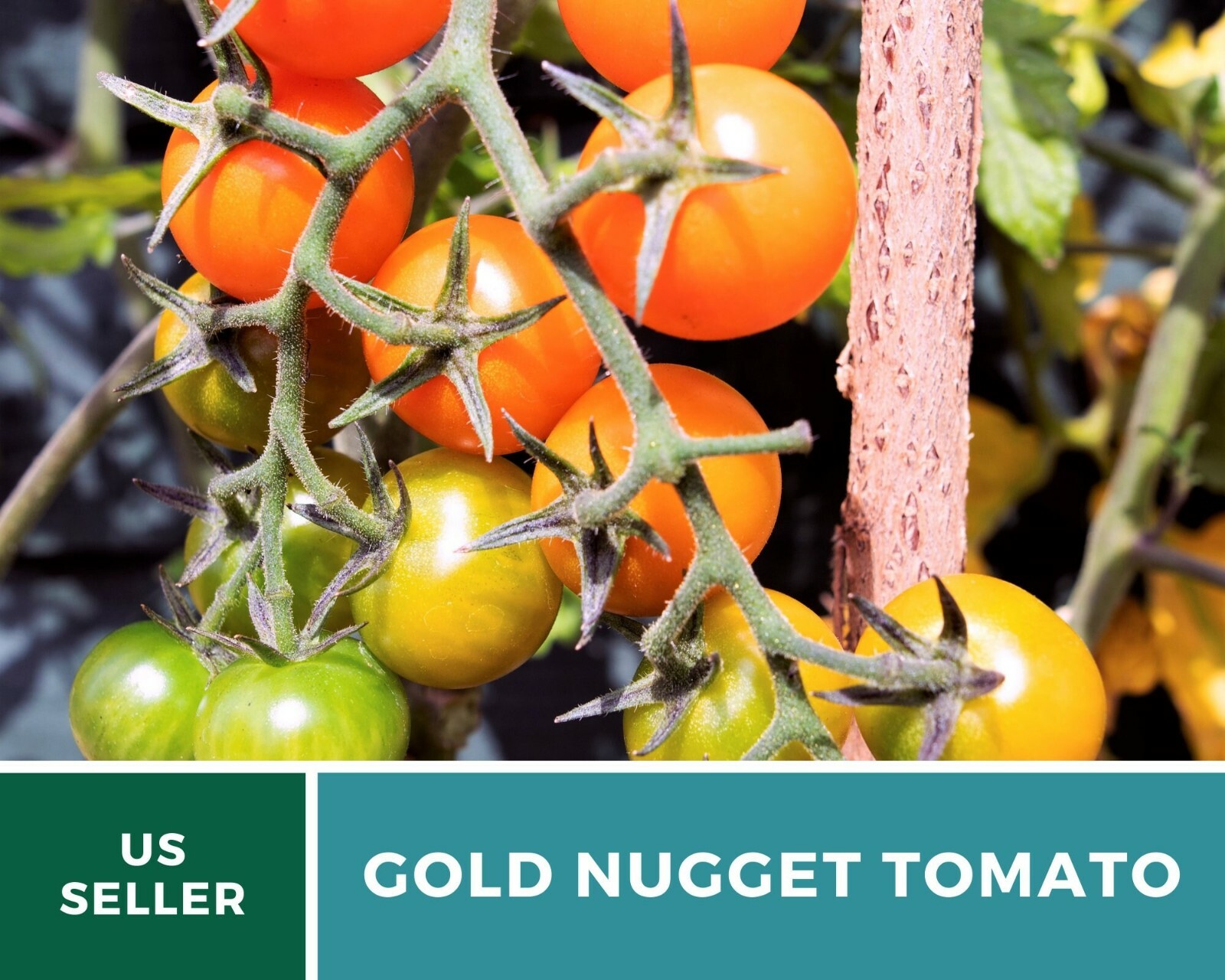 Tomato, Gold Nugget – Heirloom Seeds – Easy to Grow – GMO Free (Solanum lycopers