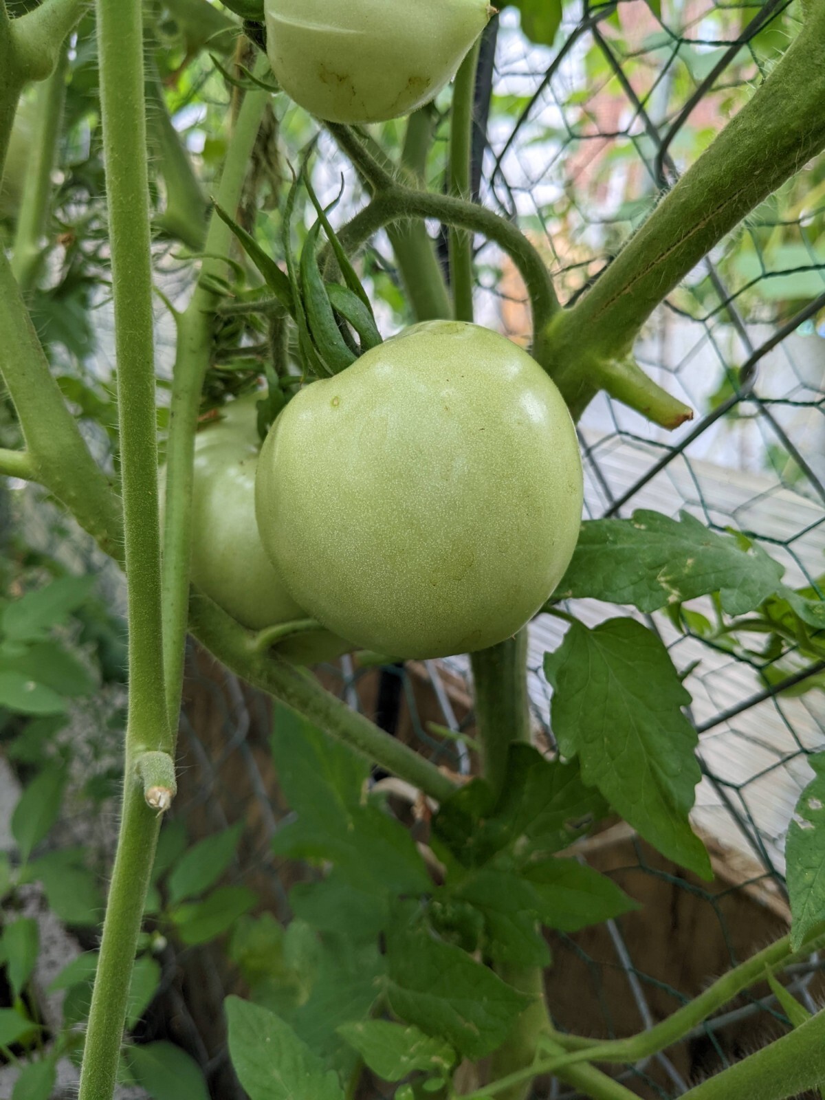 Beefsteak Tomato Seeds | NON-GMO | 100 Seeds| Indeterminate |