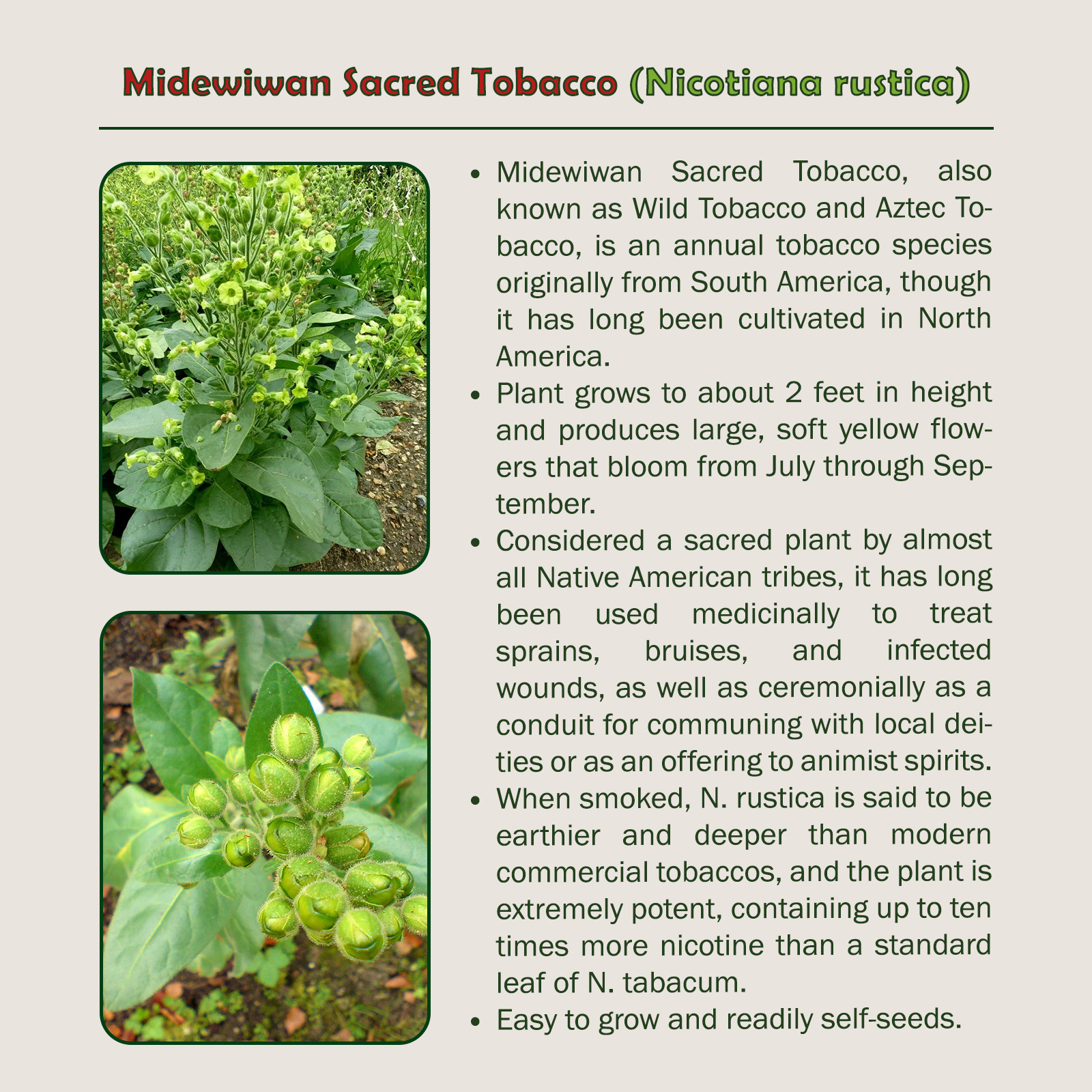 1000 Midewiwan Sacred Tobacco, Nicotiana rustica, Aztec Tobacco, Wildflower