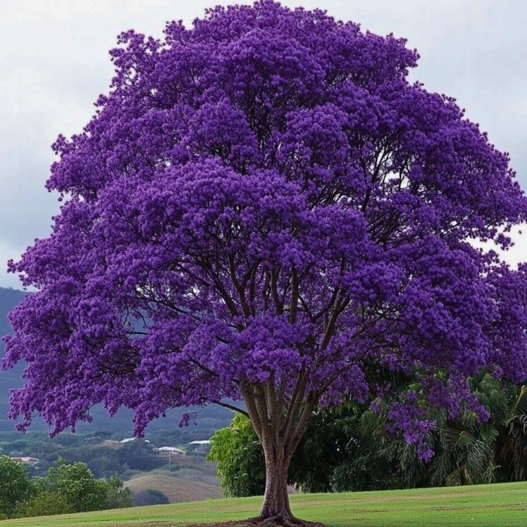Jacaranda Mimosifolia Bonsai Tree Seeds (1,000 Seeds) + Growing Instructions