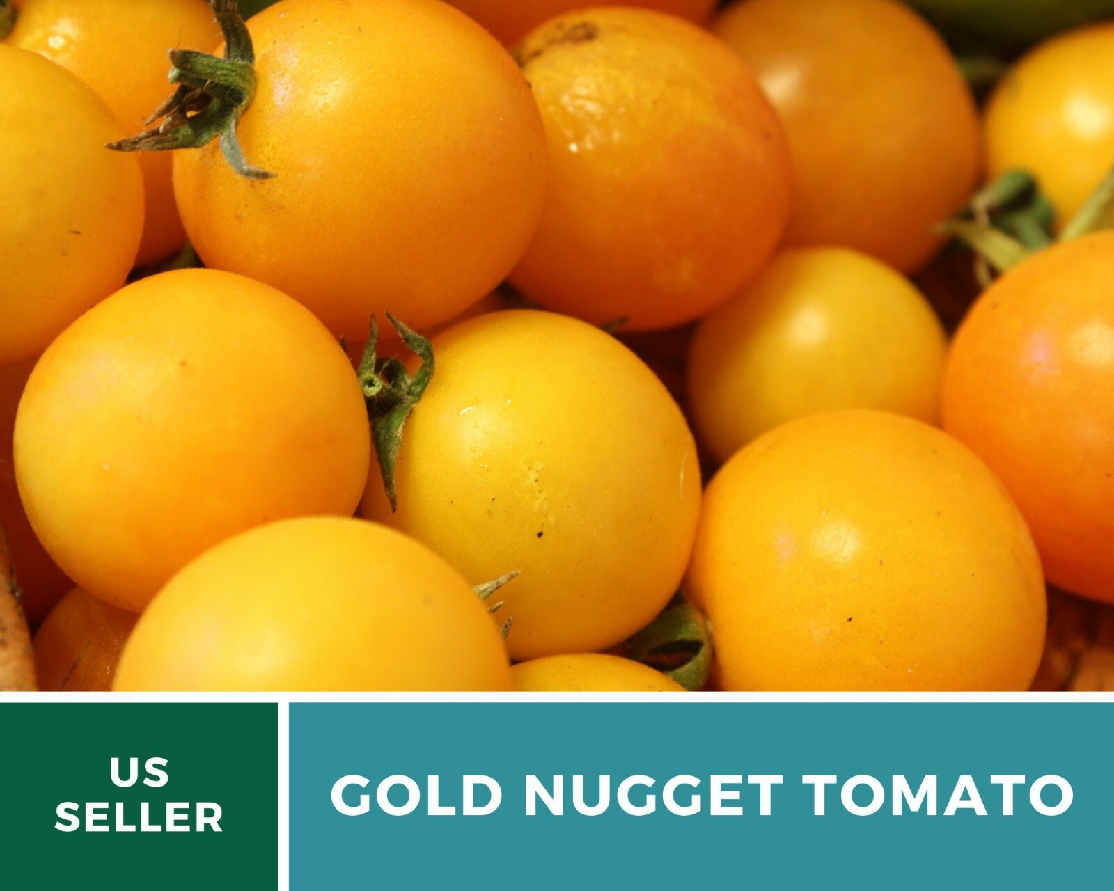 Tomato, Gold Nugget – Heirloom Seeds – Easy to Grow – GMO Free (Solanum lycopers