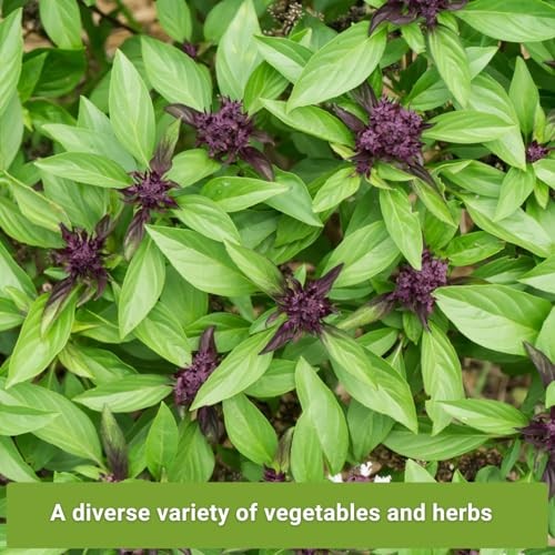 – Asian Greens Seed Collection for Planting – Includes Thai Basil, Bok Choy,