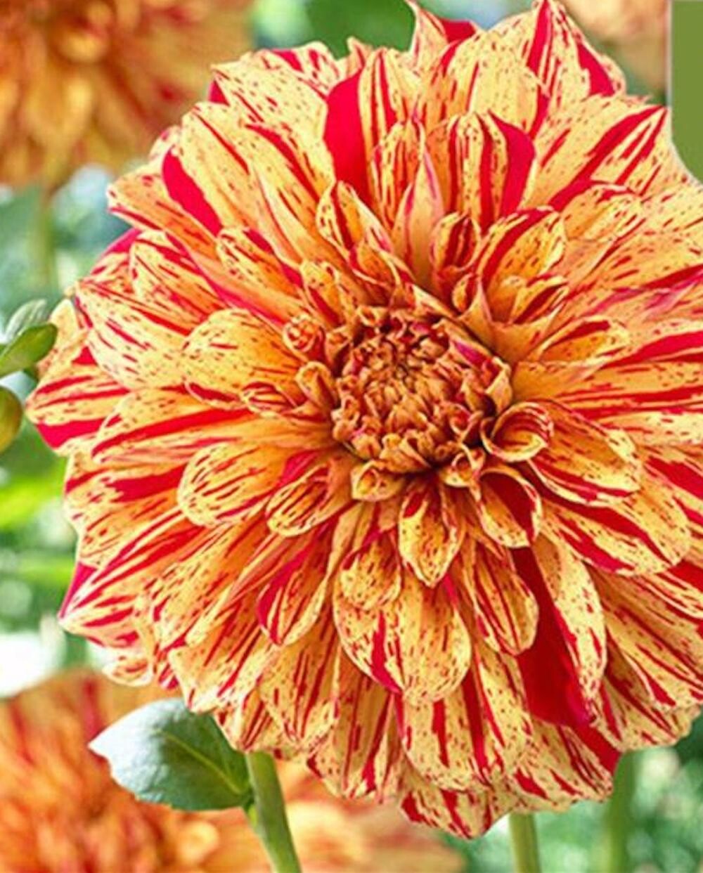 20 SEEDS for Red Yellow TIGER DAHLIA rare flower exotic garden plant USA Seller