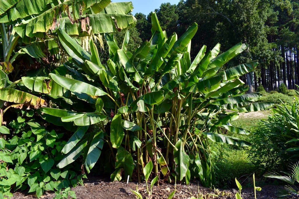 Pink Dwarf Banana Tree Fruit Plant Seeds (Musa velutina) Rare Fast Hardy-Zone 7b