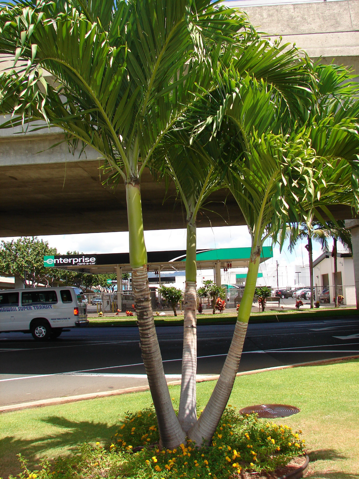 Christmas Palm Tree Adonidia merrilli 15 LIVE SEEDS TROPICAL Dwarf Royal Palm