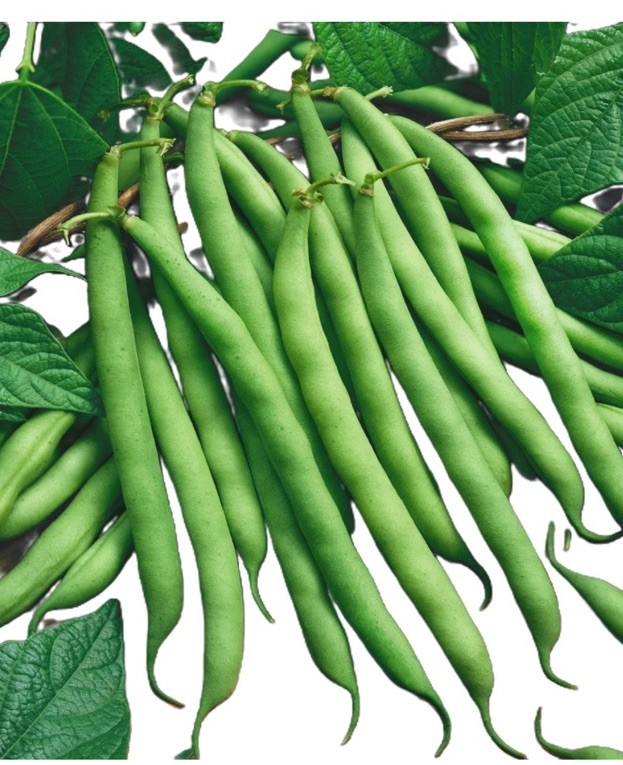 100+ BLUE LAKE POLE BEAN SEEDS 🫘 STRINGLESS SNAP | HEIRLOOM NON-GMO | FREE SHIP