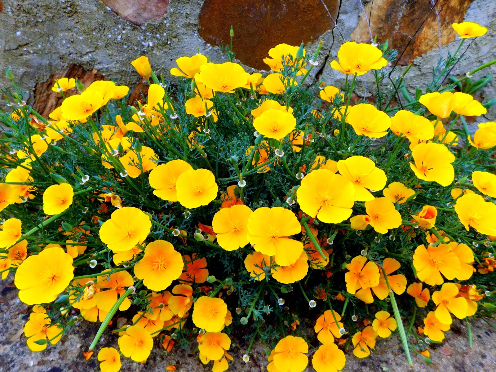 1000 MIXED Colors CALIFORNIA POPPY Eschscholzia Californica Flower Seeds
