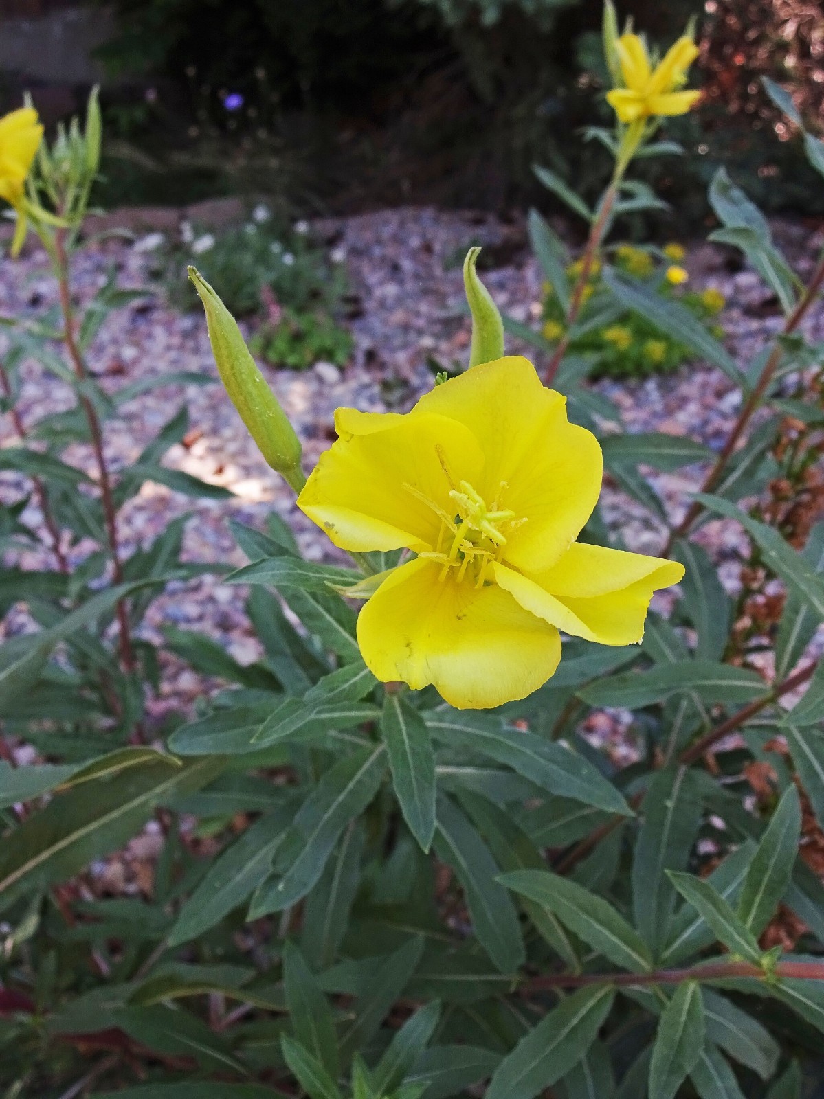 Hooker’s Evening Primrose Seeds for California Native Garden Plants for Drought