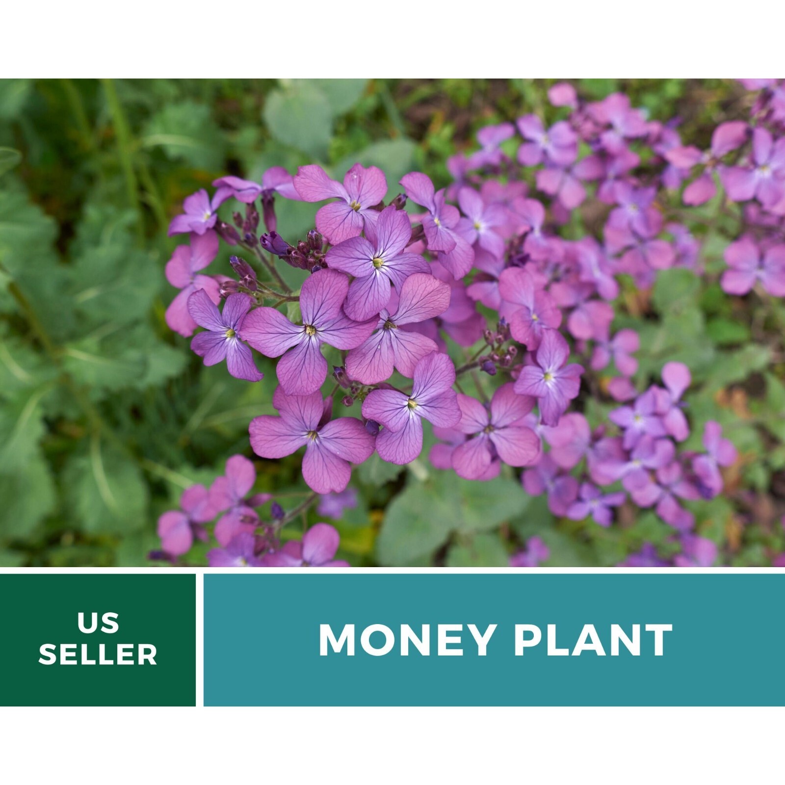 Money Plant (Honesty) – 20 Seeds – Heirloom Flower – Symbol of Prosperity and Ab