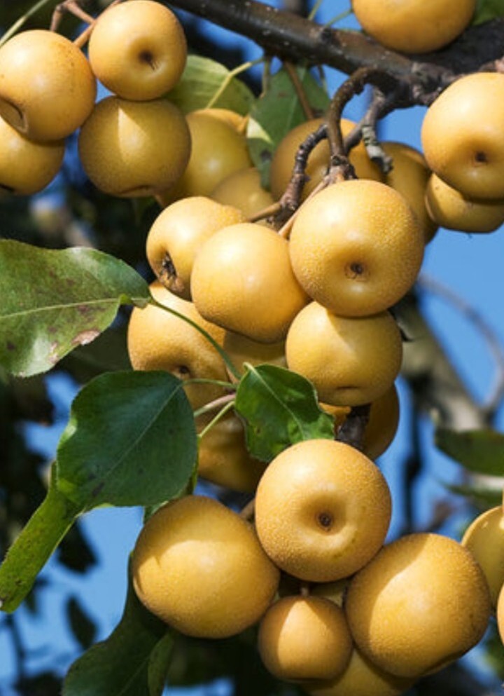 Large Korean Butterscotch Pear Pyrus Pyrifolia 韩国大梨种子 10 Seeds – Fruit Tree USA