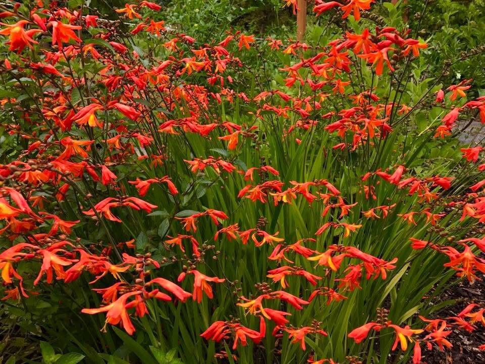 Bulk Lot Crocosmia Bulbs, Quantity: 100, Ready to Plant Bulbs!