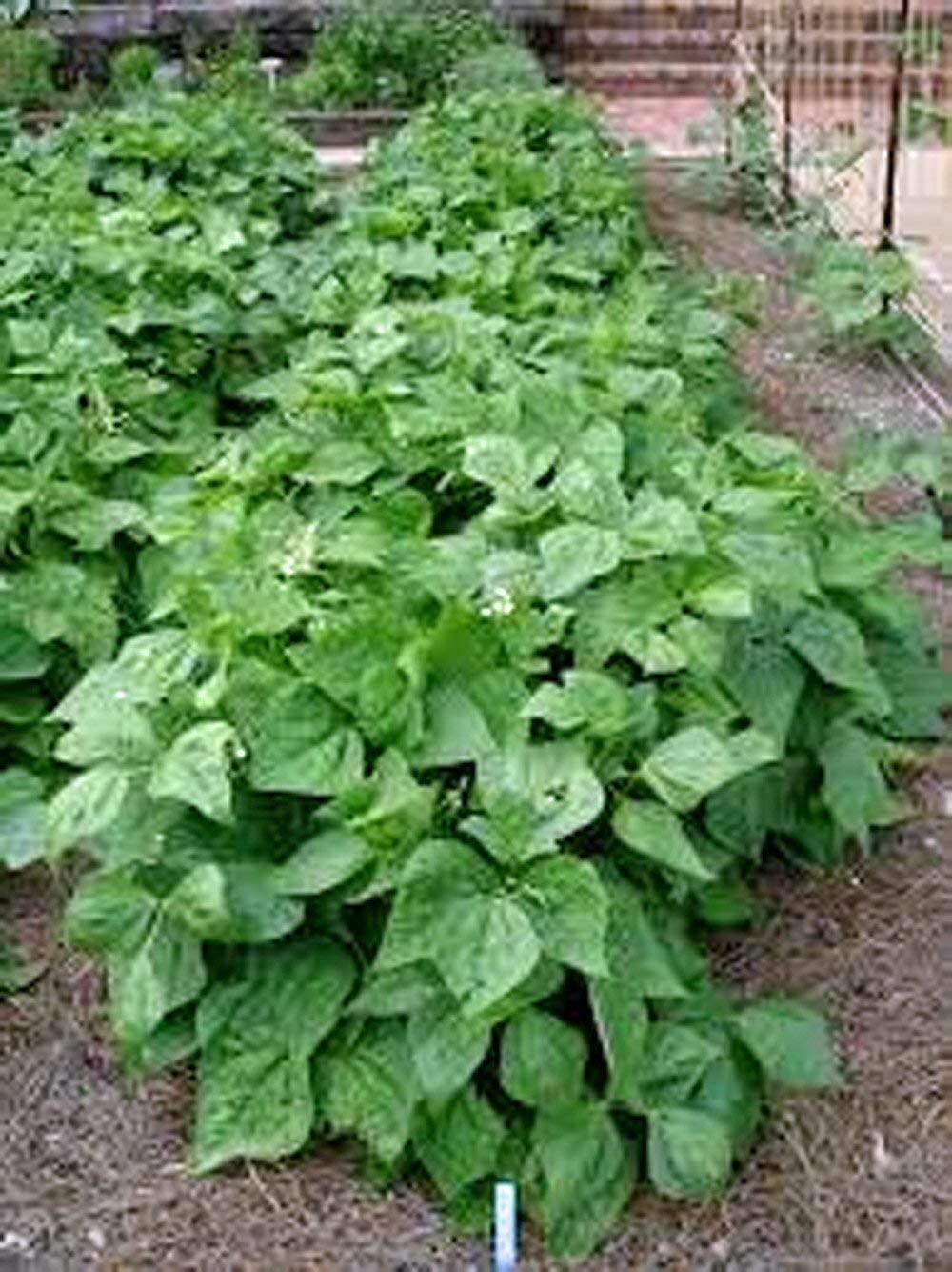 Bean Provider Bush Bean Seeds. “COOL BEANS n SPROUTS” Brand, A Garden Favorite,