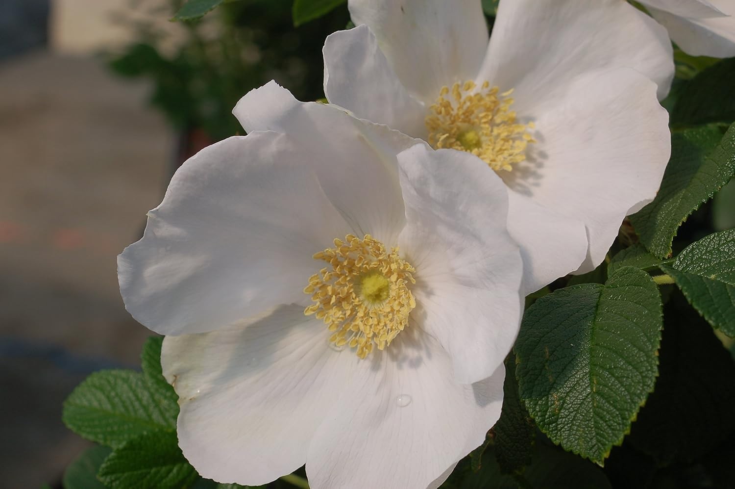 White Rugosa Rose Plant – Hardy & Beautiful